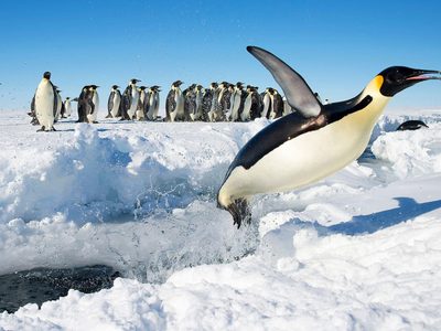 Hoy se celebra el día por la concientización de los pingüinos