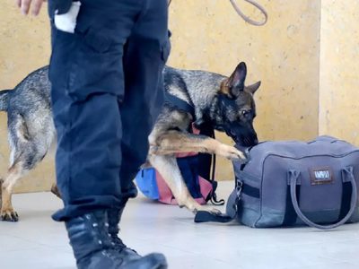 Intenso operativo de la división Antinarcóticos en la terminal de colectivos