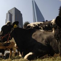 OMS: Hay un mayor nivel de alerta por gripe aviar en 36 ganaderías de EU