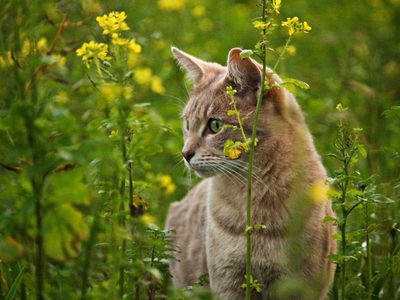 Sin dañarlos y de forma natural: el secreto mejor guardado para alejar a los gatos de tus plantas