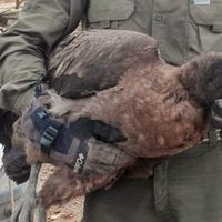 Cóndor rescatado en el Cajón del Covunco fue trasladado a Mendoza