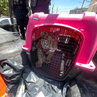 Rescatan en Ecatepec a un cachorro de tigre de bengala; supuesto dueño no acreditó posesión legal