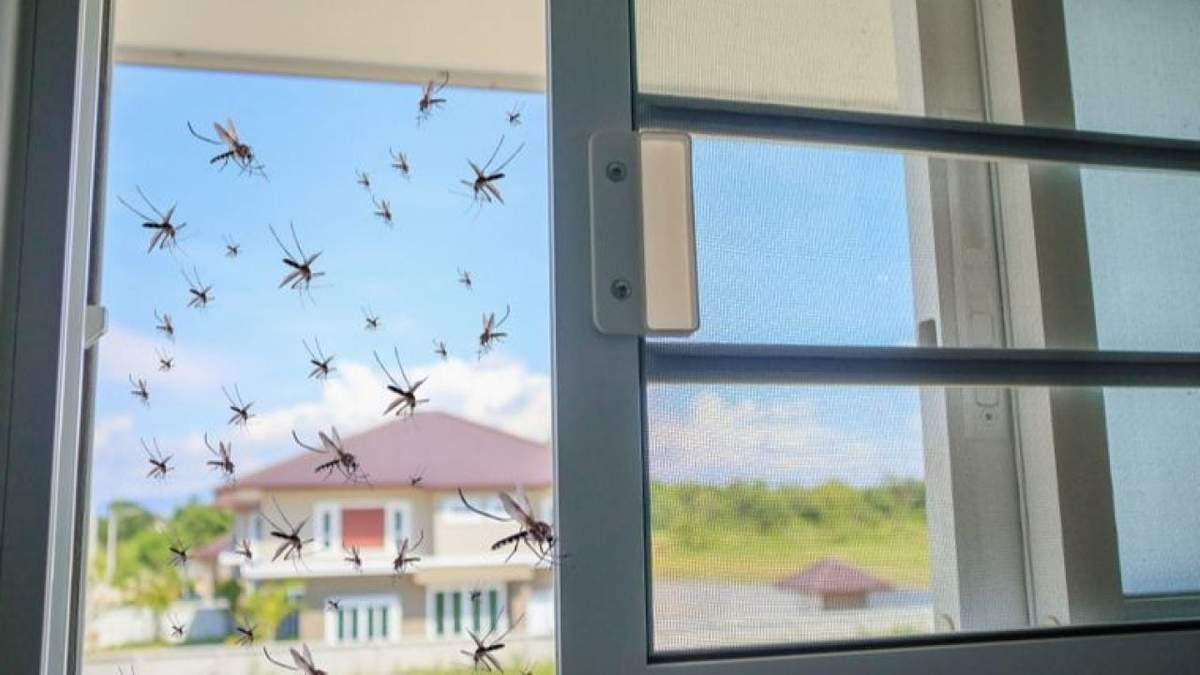 Insectos. Fuente: (Instagram)