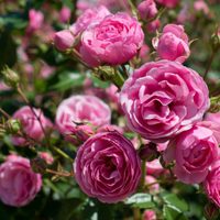 Plantas: consejos claves que tenés que conocer para proteger a tus rosales del invierno