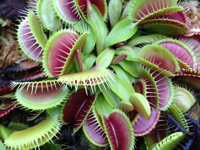 Plantas de interior: los secretos de la Venus Atrapamoscas, la suculenta carnívora