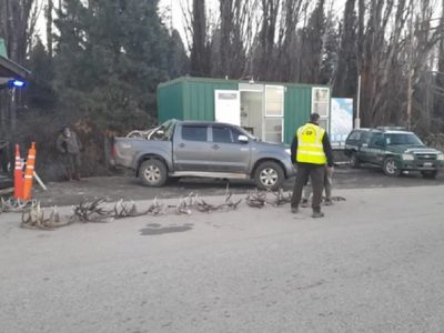 Caza furtiva: encontraron astas de ciervo colorado en la caja de una camioneta en Junín de los Andes