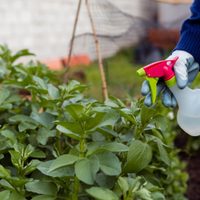 No lo ahuyentes: el insecto que protege las plantas de tu jardín y combate todas las plagas sin esfuerzo