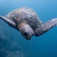 Los océanos tendrán que esperar: se volvió a caer el tratado que buscaba proteger su biodiversidad