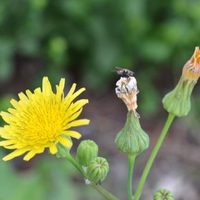 Crece como yuyo en el jardín y muchos la arrancan: la planta poderosa que puede mejorar tu salud