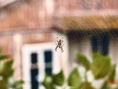 Conocé las plantas que mantendrán a las arañas muy lejos de tu casa y son fáciles de conseguir