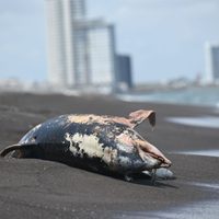 Derrame en el Golfo comenzó desde febrero, señalan organizaciones civiles