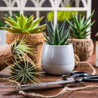 El simple truco de jardinería que tenés que conocer para revivir tu suculenta con tallo seco
