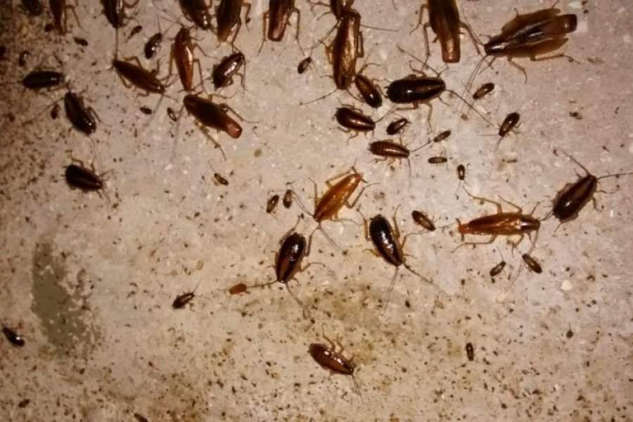 Cucarachas en Neuquén