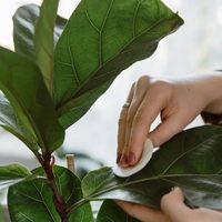 El secreto para reproducir tu planta Ficus Pandurata y disfrutar de su belleza en el interior de tu hogar