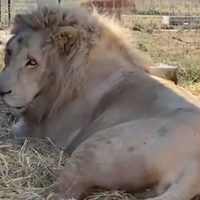 Revelan maltrato y abuso contra felinos en la fundación Black Jaguar-White Tiger en el Ajusco