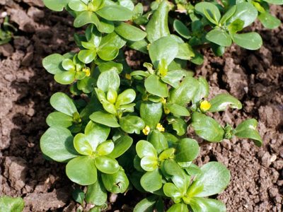 Increíble, pero cierto: la planta que muchos confunden con maleza pero esconde increíbles beneficios para tu salud