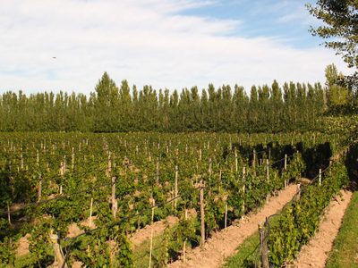 Bodega rionegrina apunta al enoturismo