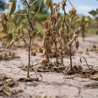 El Gobierno Nacional declaró la emergencia agropecuaria en Río Negro por la sequía en la región cordillerana