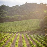 El mundo de la moda se diversifica: ahora Chanel lanza un vino