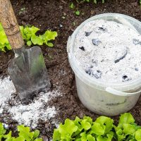 Nunca más tires las cenizas del asado: mirá estos dos trucos para proteger las plantas de tu jardín