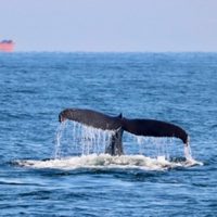 Las orcas siguen arrastrando sustancias tóxicas prohibidas hace décadas