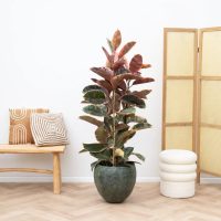 La planta vintage que ahora está de moda y que destaca por sus bellas hojas con bordes rosados