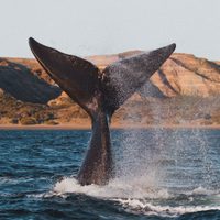 Una ballena fue hallada sin vida en Chubut y las causas de su deceso encendieron las alarmas