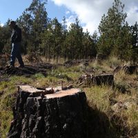 Semarnat detecta 122 zonas críticas forestales, debido a la tala clandestina