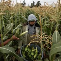 CNDH investiga si Consulado ignoró a mexicanos con covid-19 en Canadá