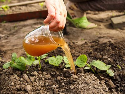Efectivo y gratis: el secreto de los jardineros para que las plantas de tu jardín nunca paren de crecer