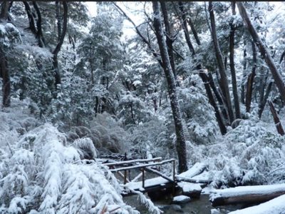 Alerta amarilla por nieve en el Parque Nahuel Huapi: prevén acumulaciones y complicaciones en rutas