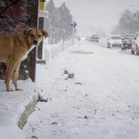 Temporal de nieve: cierran las rutas 40 y 23 en Río Negro