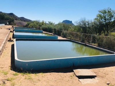 Sequía agudiza crisis hídrica en Sinaloa; presas tienen niveles por debajo del 10%