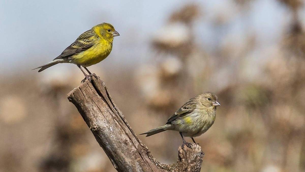 Pareja de canarios silvestres. Fuente: (Juan Emilio Checa)