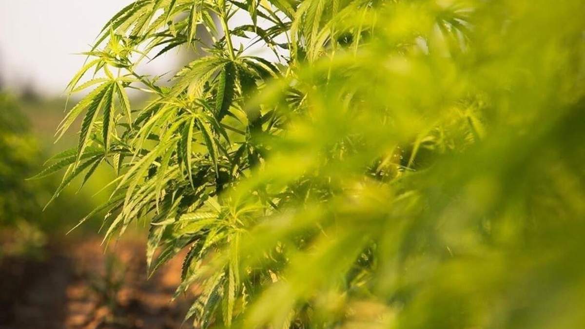 Cultivo de cáñamo. Fuente: (Onannan).