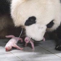 Corea del Sur registra primer nacimiento de pandas gemelos