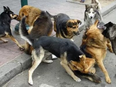 Una vencina de Plottier denunció que una jauría de perros cimarrones atacó y mató a su perrita