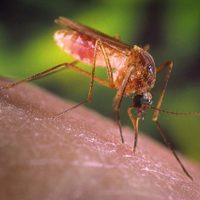 Detectaron un nuevo virus transmitido por mosquitos