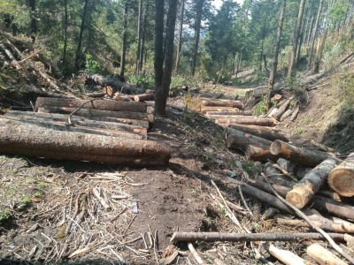 Ejidatarios de San Juan Atzingo, piden declaratoria de emergencia por tala indiscriminada en sus bosques