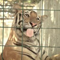 Envían a India 250 tigres y leones rescatados en México