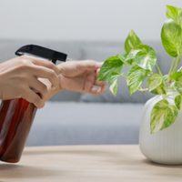 Con 3 ingredientes y este trucazo: el enraizador casero más poderoso para que tus plantas se vengan bien grandes