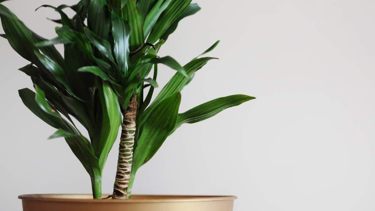 Plantas. Fuente: (Instagram)