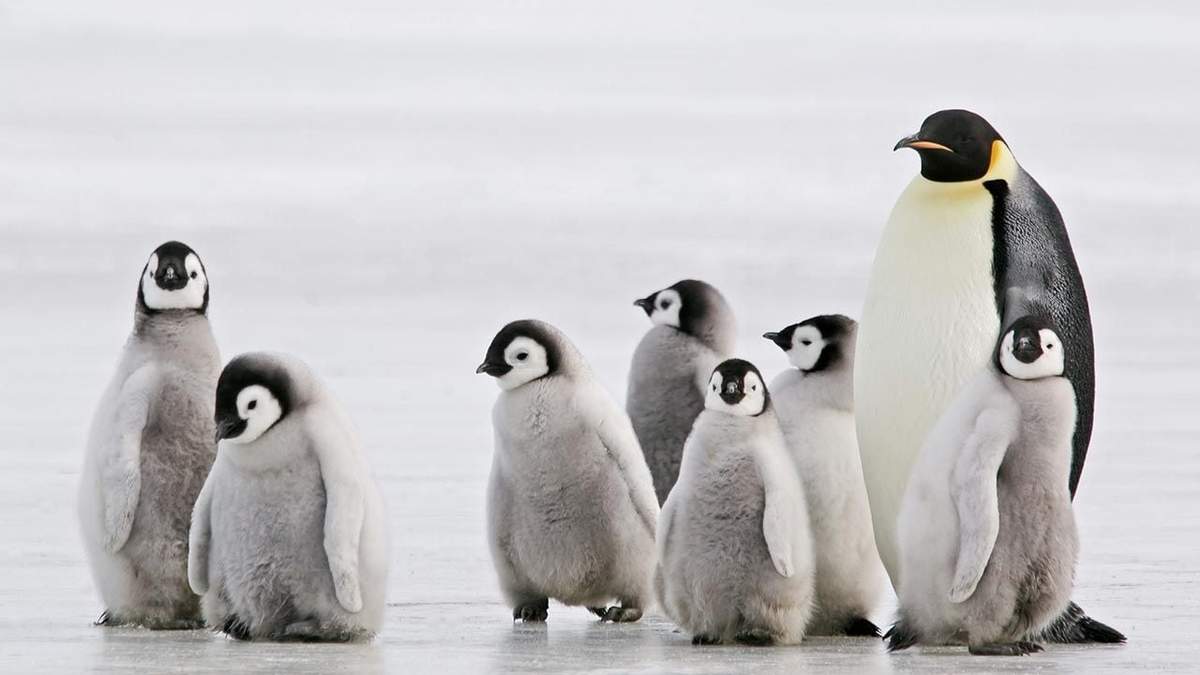 Pingüinos. Fuente: (Irstagram)