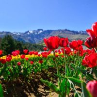 El resultado de la primera producción de tulipanes en Huinganco genera expectativas alentadoras