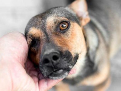 En Fernández Oro quienes adopten un perrito no pagarán impuestos municipales