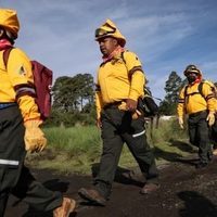 El crimen organizado está involucrado en la tala, admite Claudia Sheinbaum