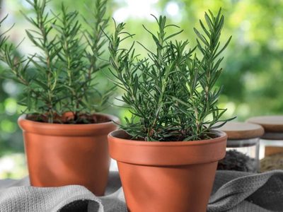 Por qué se seca tu planta de Romero y cómo hacer para que crezca sano y frondoso