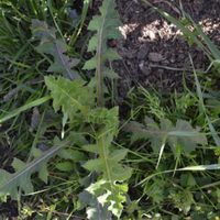 No las arranques: las plantas que crecen solas en el jardín y esconden súper alimentos gratis para tu casa