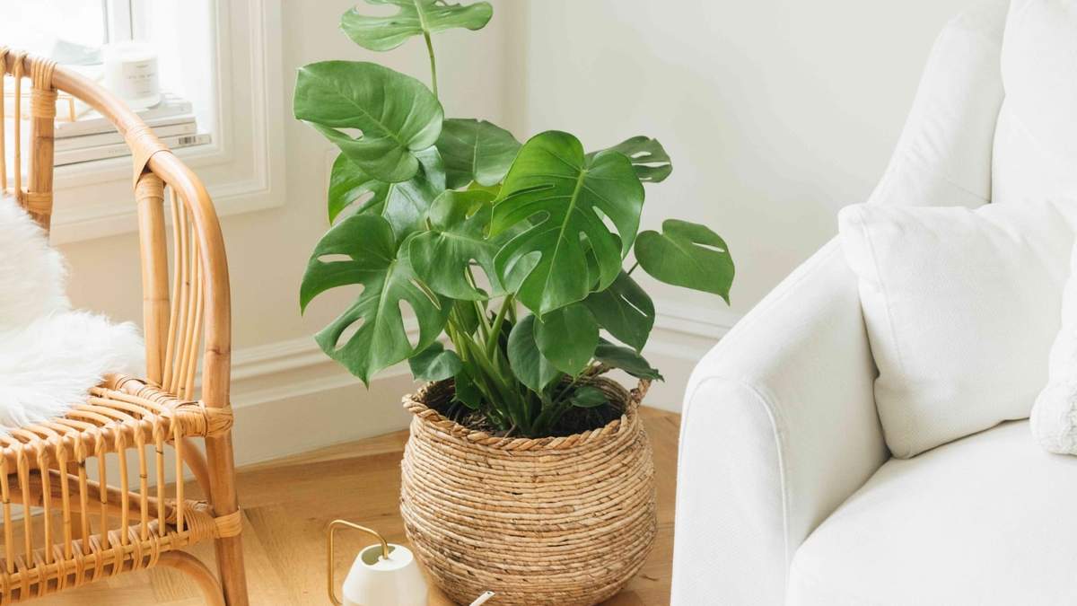 Planta. Fuente: (Instagram)