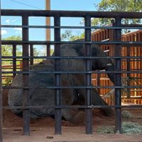 La elefanta Kenya llegó al santuario de Brasil